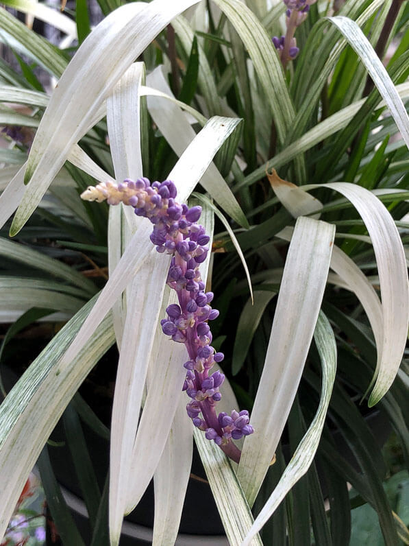 Liriope 'Okina' en fleurs en été sur mon balcon parisien, Paris 19e (75)