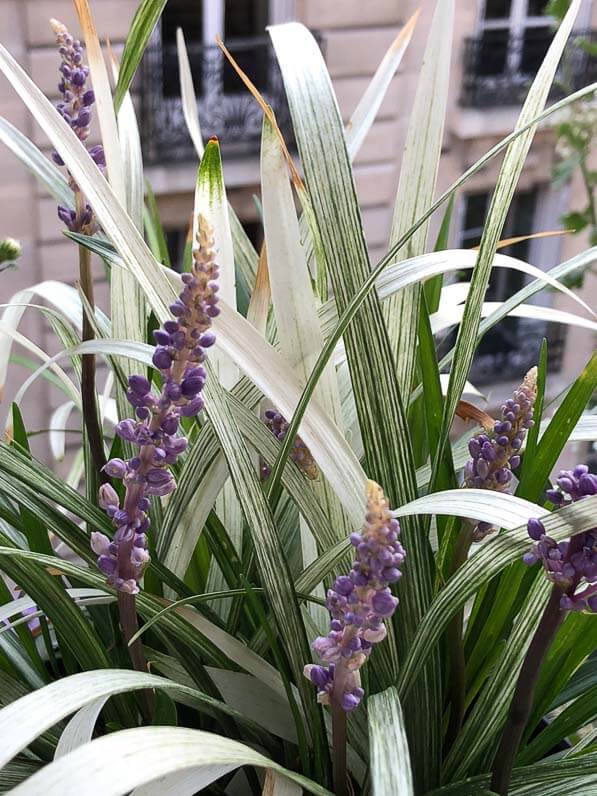 Liriope 'Okina' en fleurs en été sur mon balcon parisien, Paris 19e (75)