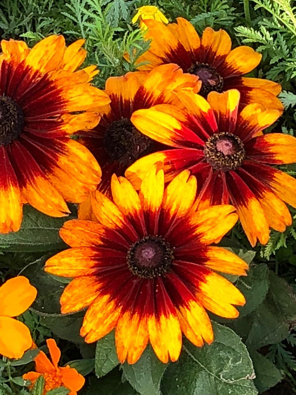 Rudbeckia hirta (Astéracées) en été dans le square Henri Collet, Paris 16e (75)