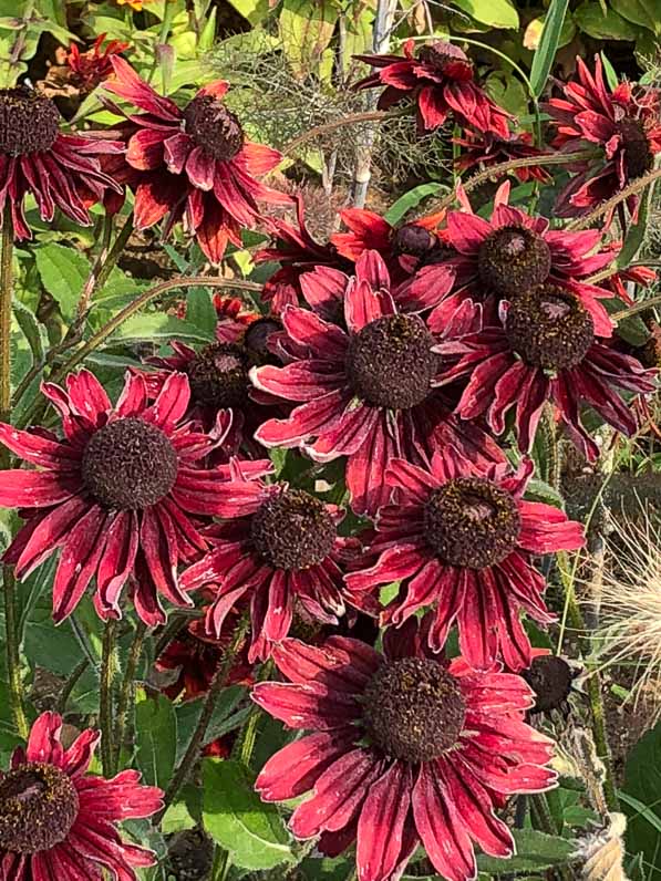 Rudbeckia hirta (Astéracées) en été dans le parc de Passy, Paris 16e (75)