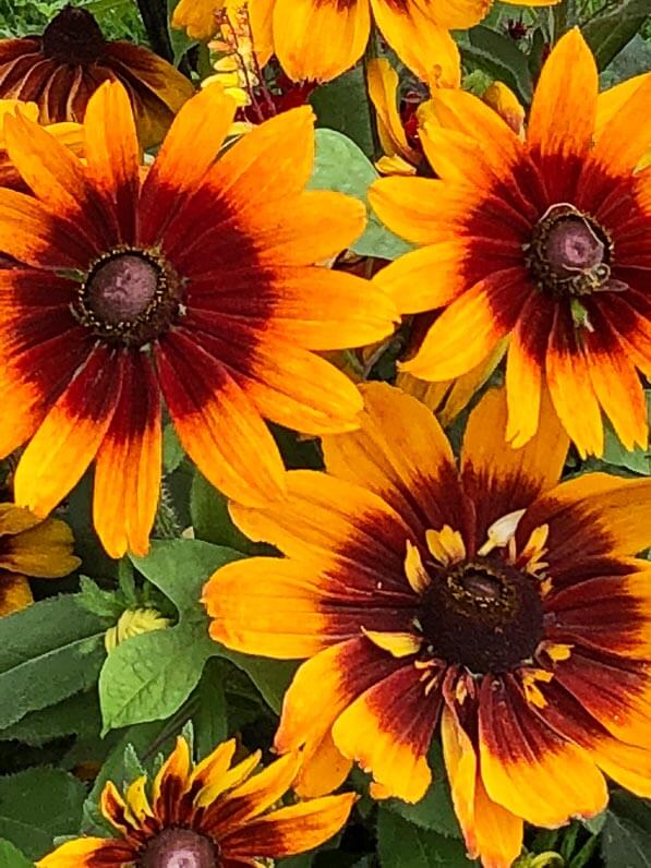 Rudbeckia annuel en été dans le Jardin des Plantes, Paris 5e (75)