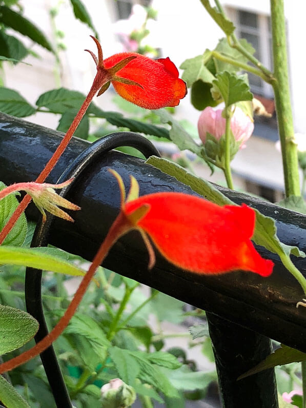 Seemania nematanthodes ‘Evita’ en été sur mon balcon parisien, Paris 19e (75)