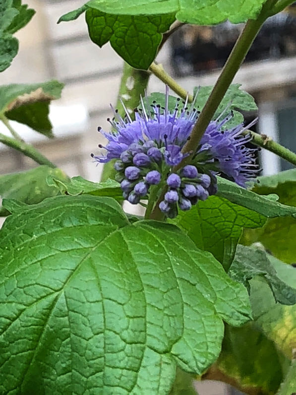 Caryopteris x clandonensis 'Good as Gold', arbuste à fleurs, en fin d'été sur mon balcon parisien, Paris 19e (75)