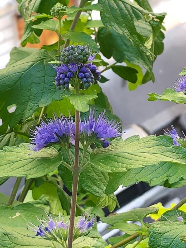 Caryopteris x clandonensis 'Good as Gold', arbuste à fleurs, en début d'automne sur mon balcon parisien, Paris 19e (75)