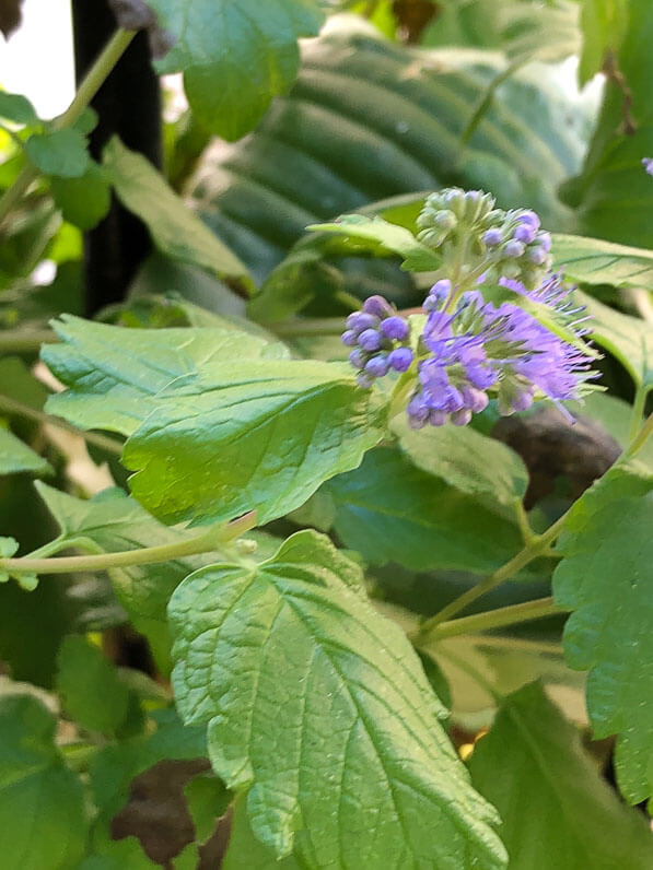 Caryopteris x clandonensis 'Good as Gold', arbuste à fleurs, en début d'automne sur mon balcon parisien, Paris 19e (75)