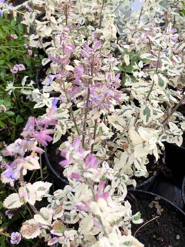 Nepeta faassenii 'Angel's Wings', Pépinière Sandrine et Thierry Delabroye, Fête des Plantes automne, Saint-Jean de Beauregard (91), 21 septembre 2018