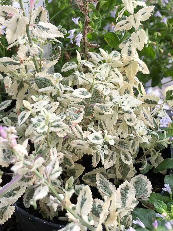 Nepeta faassenii 'Angel's Wings', Pépinière Sandrine et Thierry Delabroye, Fête des Plantes automne, Saint-Jean de Beauregard (91), 21 septembre 2018