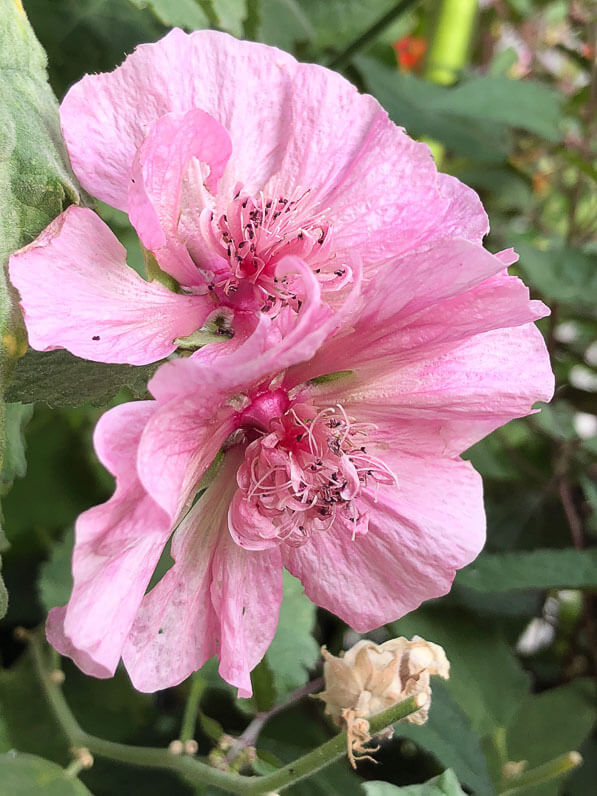 Alcathea 'Parkfrieden' en fin d'été sur mon balcon parisien, Paris 19e (75)