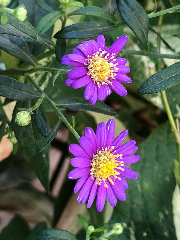 Aster en fin d'été sur mon balcon parisien, Paris 19e (75)