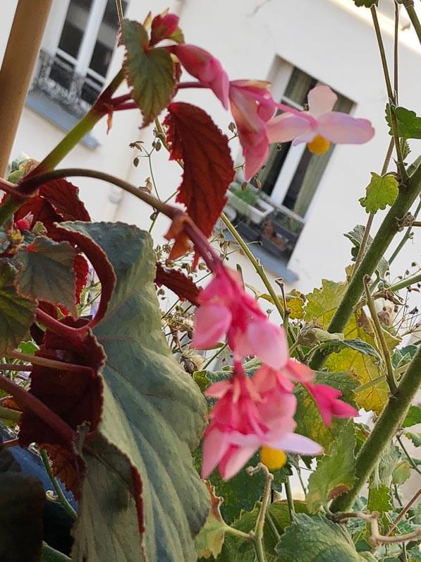 Begonia grandis à feuilles pourpres en fin d'été sur mon balcon parisien, Paris 19e (75)