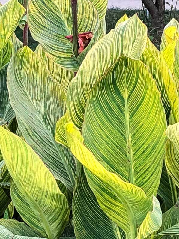 Canna 'Panach' en été dans le Jardin des Plantes, Paris 5e (75)