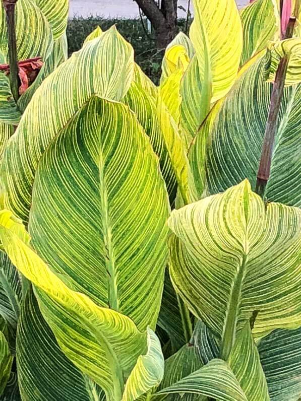 Canna 'Panach' en été dans le Jardin des Plantes, Paris 5e (75)