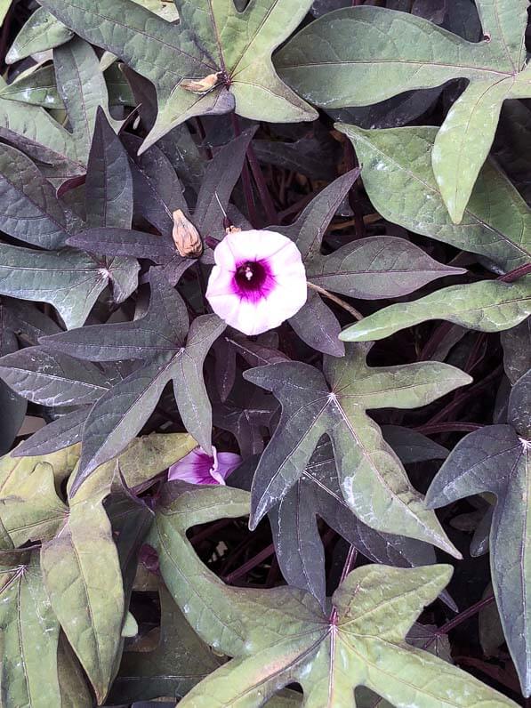 Ipomoea batatas 'Blackie', Convolvulacées, en été dans le Jardin des Plantes, Paris 5e (75)