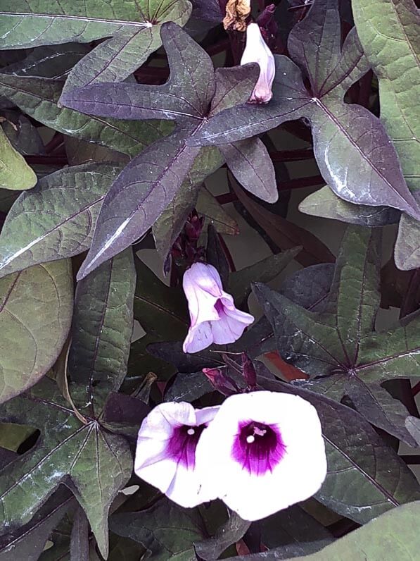 Ipomoea batatas 'Blackie', Convolvulacées, en été dans le Jardin des Plantes, Paris 5e (75)