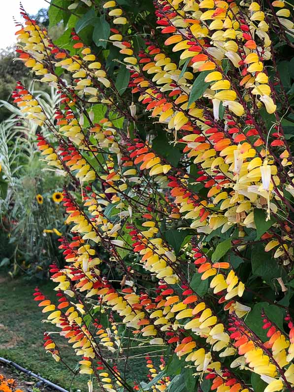 Ipomoea (Mina) lobata en été dans le Jardin des Plantes, Paris 5e (75)