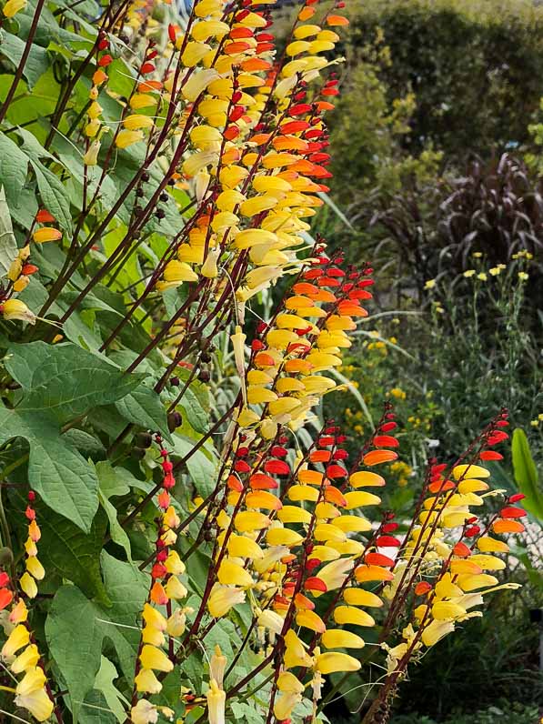 Ipomoea (Mina) lobata en été dans le Jardin des Plantes, Paris 5e (75)