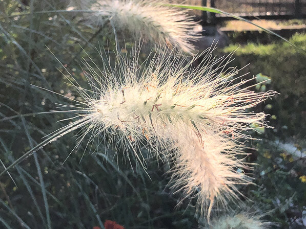 Le soleil dans les épis du Pennisetum villosum en été dans le square Henri Collet, Paris 16e (75)