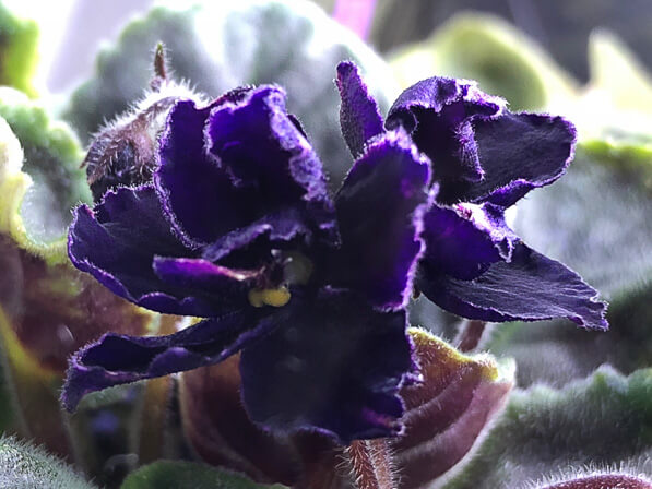 Saintpaulia 'Mac's Black Pearl', Gesnériacées, violette du Cap, plante d'intérieur, Paris 19e (75)