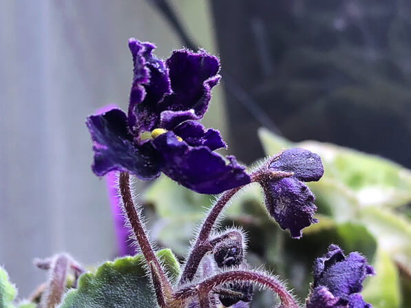 Saintpaulia 'Mac's Black Pearl', Gesnériacées, violette du Cap, plante d'intérieur, Paris 19e (75)