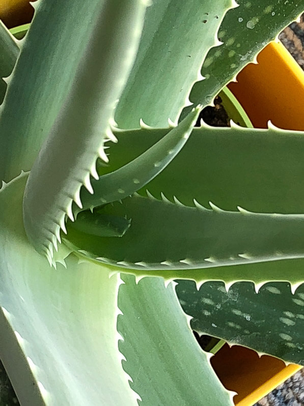 Feuillage de l'Aloe vera, plante d'intérieur, Paris 19e (75)