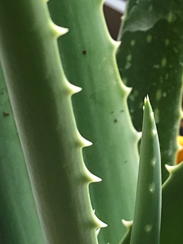 Feuillage de l'Aloe vera, plante d'intérieur, Paris 19e (75)