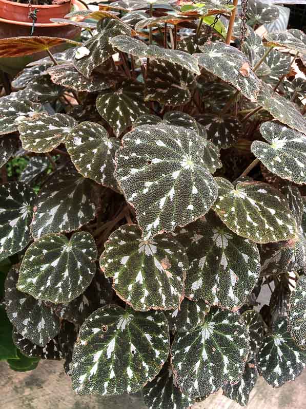 Begonia pustulata, Bégoniacées, plante d'intérieur, Conservatoire du bégonia, Rochefort (17)