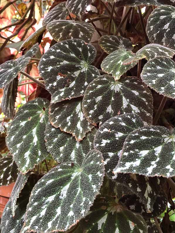 Begonia pustulata, Bégoniacées, plante d'intérieur, Conservatoire du bégonia, Rochefort (17)