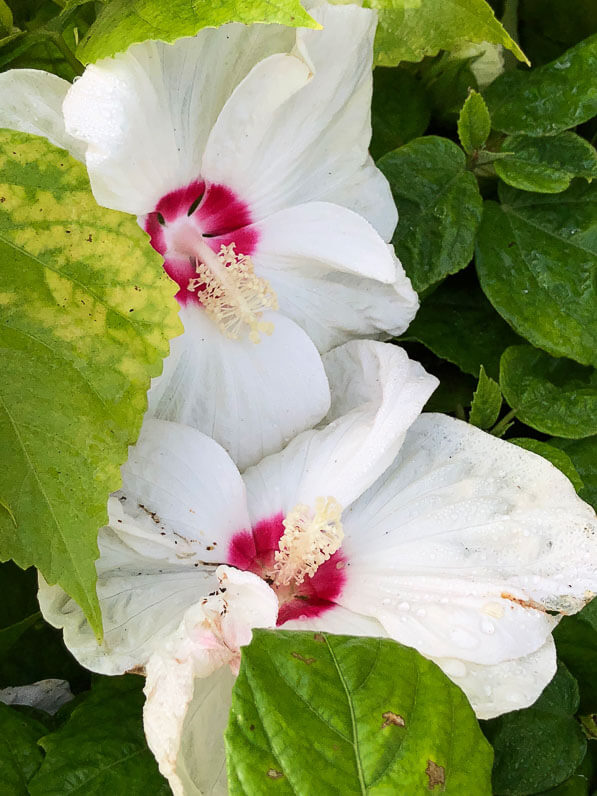 Hibiscus des marais, Hibiscus moscheutos, Hortiflor Bureau, Journées des plantes, Domaine de Chantilly, Chantilly (60)