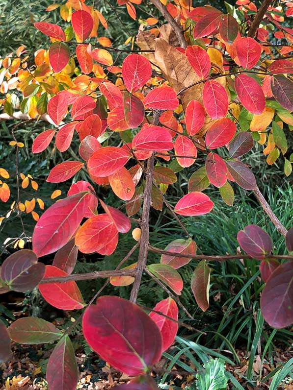 Lagerstroemia indica en automne dans le parc Monceau, Paris 8e (75)