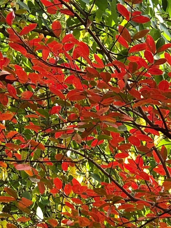 Lagerstroemia indica en automne dans le parc Monceau, Paris 8e (75)