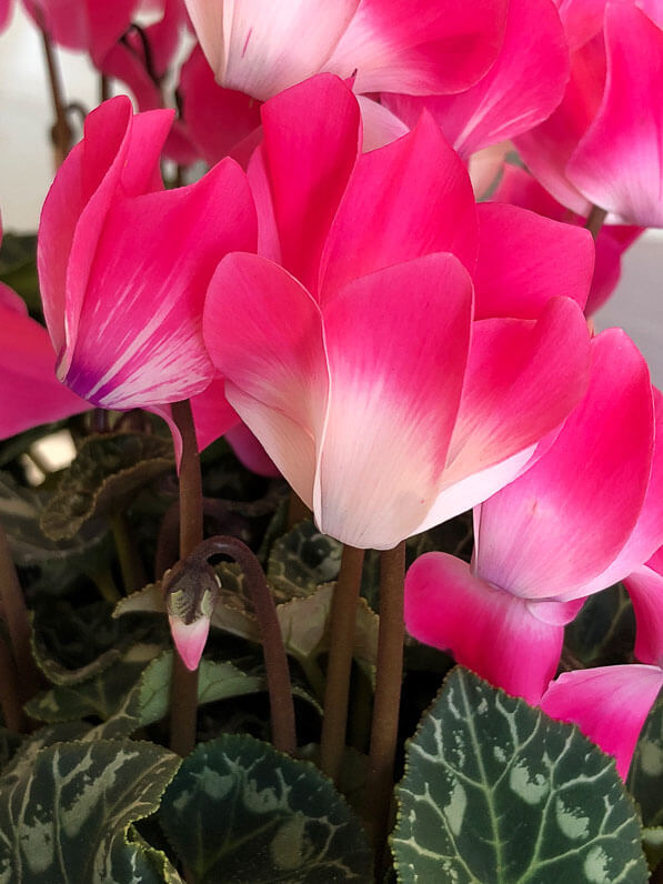 Cyclamen persicum Indiaka, Les Cyclamens Morel, plante d'intérieur,potée fleurie, Paris 19e (75)