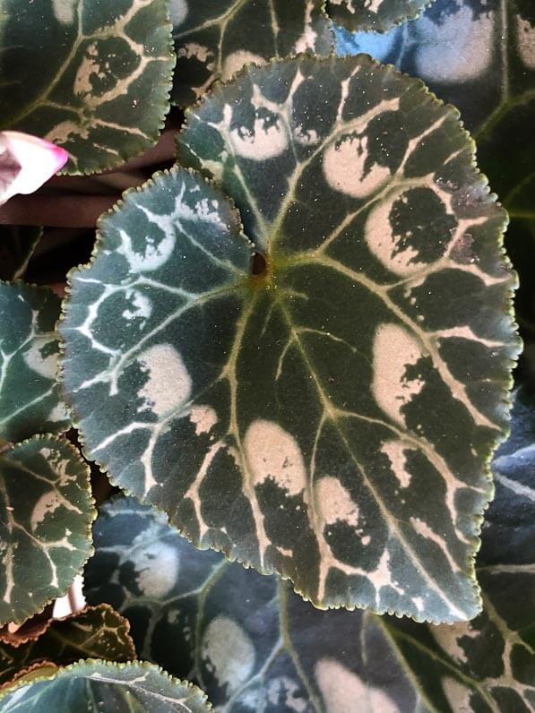 Cyclamen persicum Indiaka, Les Cyclamens Morel, plante d'intérieur,potée fleurie, Paris 19e (75)