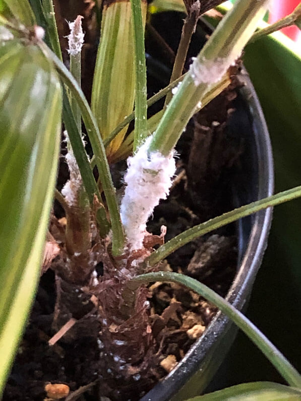 Lire la suite à propos de l’article Nouvelle prolifération de cochenilles farineuses sur mon Rhapis
