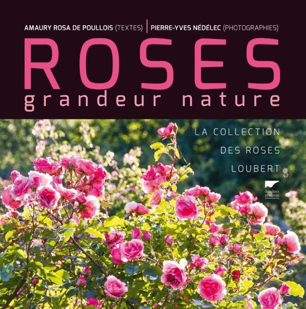 Lire la suite à propos de l’article Roses grandeur nature