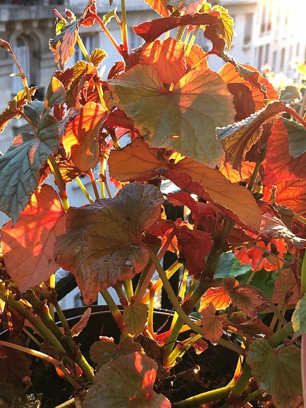 Begonia grandis (pourpre) PB 03-719 en automne sur mon balcon parisien, Paris 19e (75)