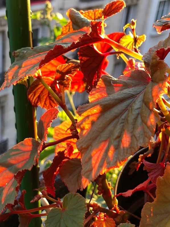 Begonia grandis (pourpre) PB 03-719 en automne sur mon balcon parisien, Paris 19e (75)