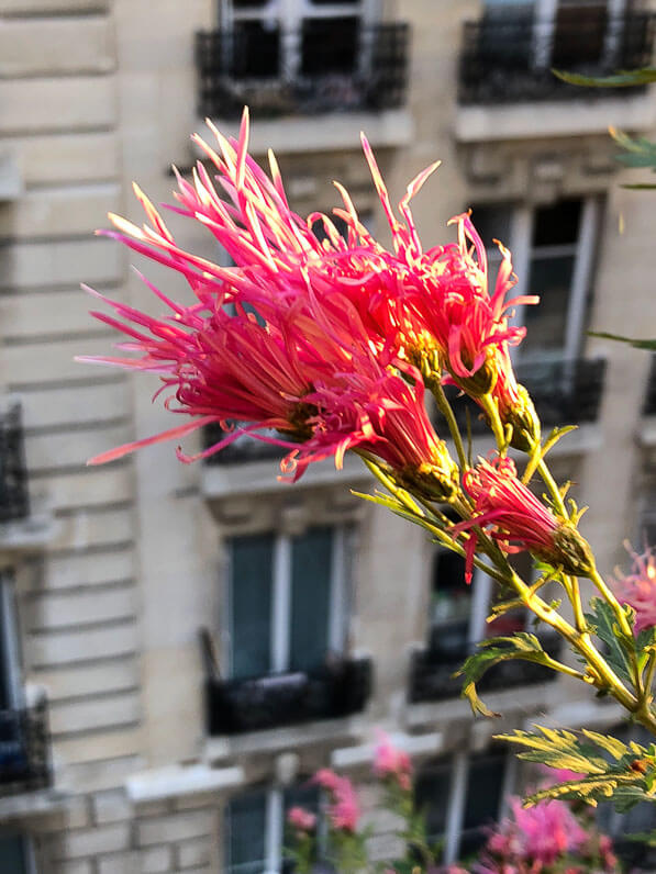 Chrysanthème, Chrysanthemum 'Goshoma Haru', en automne sur mon balcon parisien, Paris 19e (75)