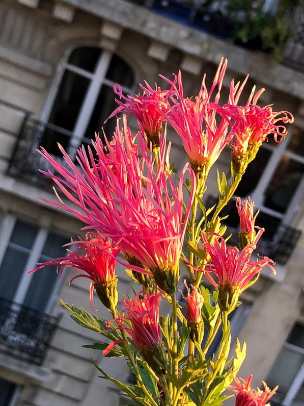 Chrysanthème, Chrysanthemum 'Goshoma Haru', en automne sur mon balcon parisien, Paris 19e (75)