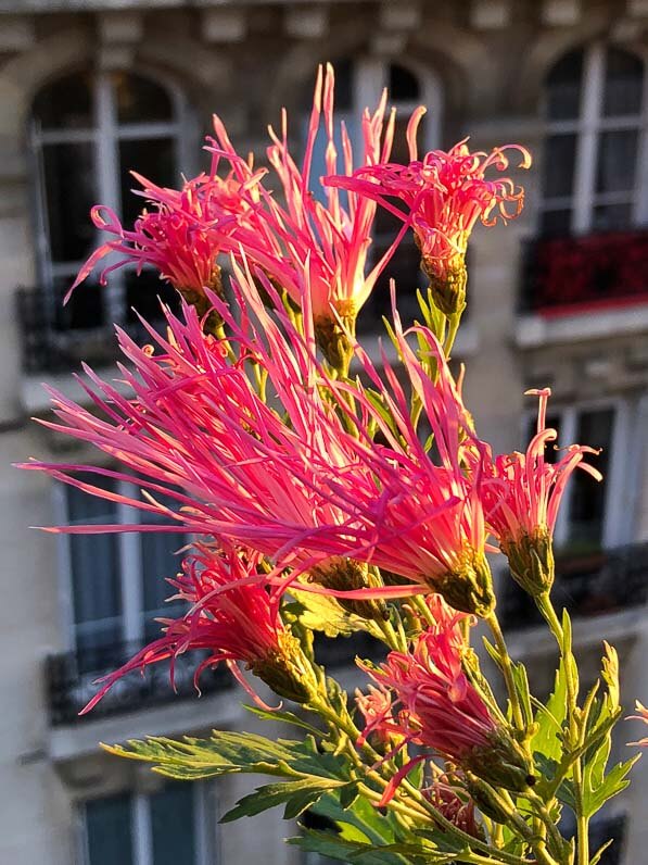 Chrysanthème, Chrysanthemum 'Goshoma Haru', en automne sur mon balcon parisien, Paris 19e (75)