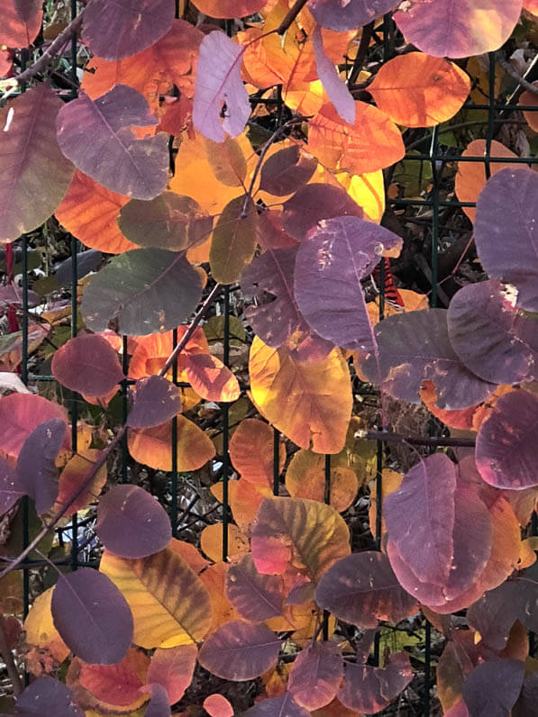 Cotinus coggygria, feuillage d'automne, Paris 18e (75)