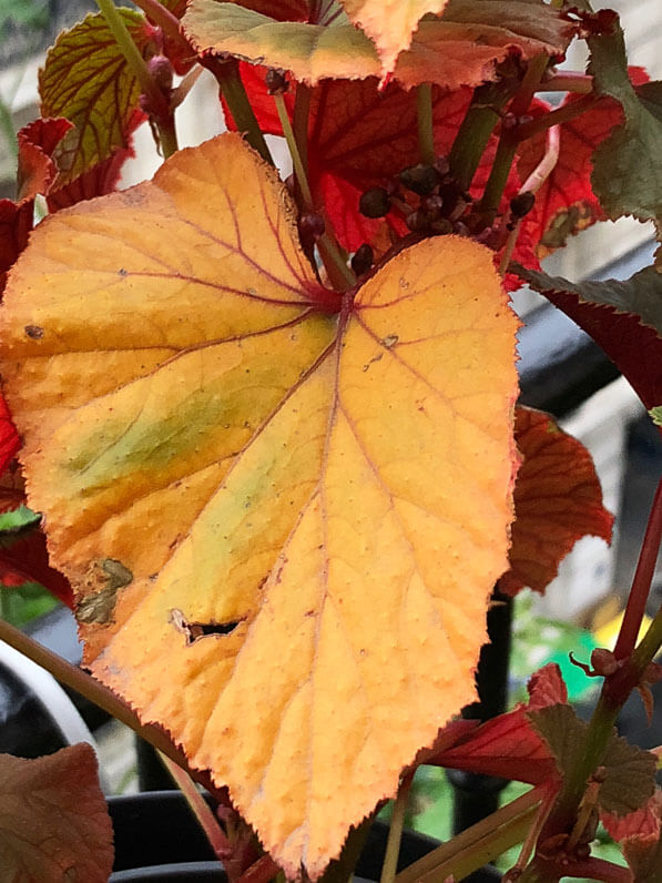 Lire la suite à propos de l’article L’or du Begonia grandis pourpre PB 03-719