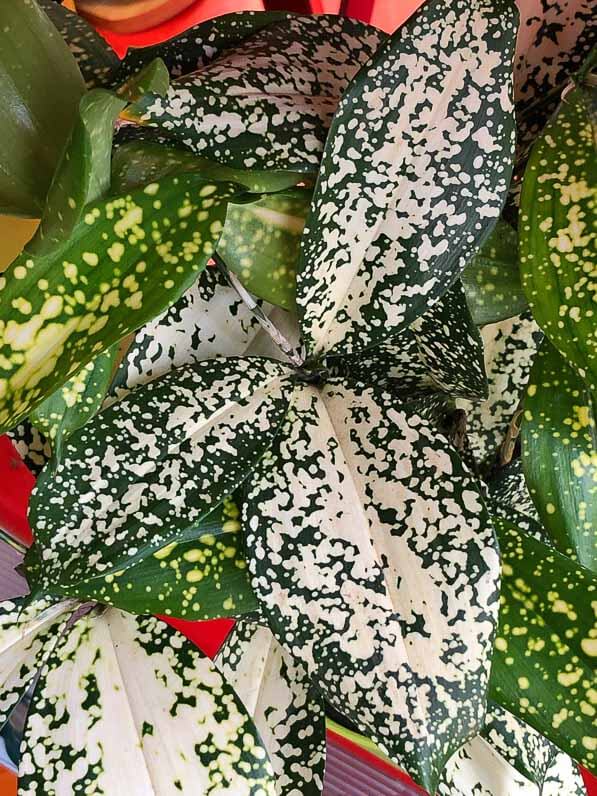 Lire la suite à propos de l’article Belle version panachée du dragonnier balsamique (Dracaena surculosa)