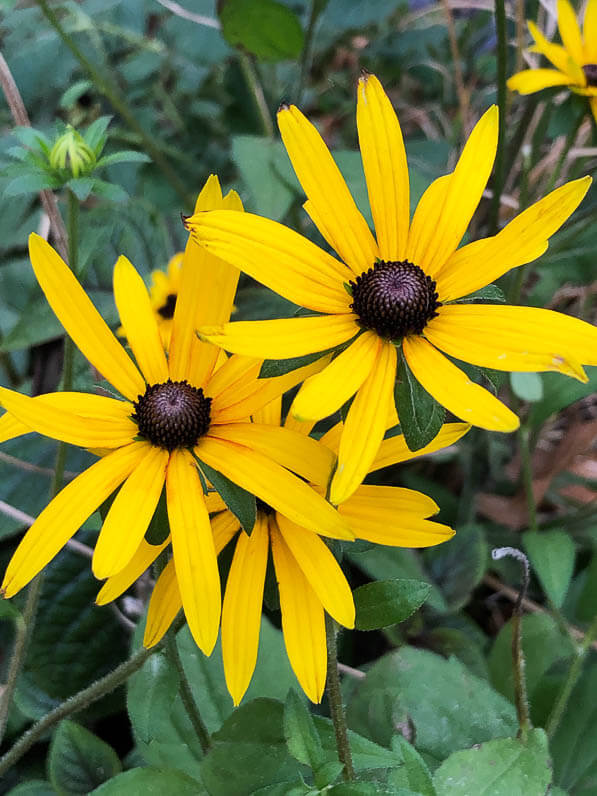 Lire la suite à propos de l’article Fleurs d’été pour le nouvel an