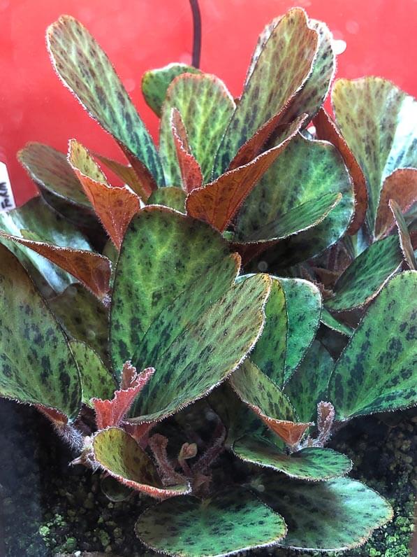 Lire la suite à propos de l’article Begonia blancii, forme à feuillage marbré