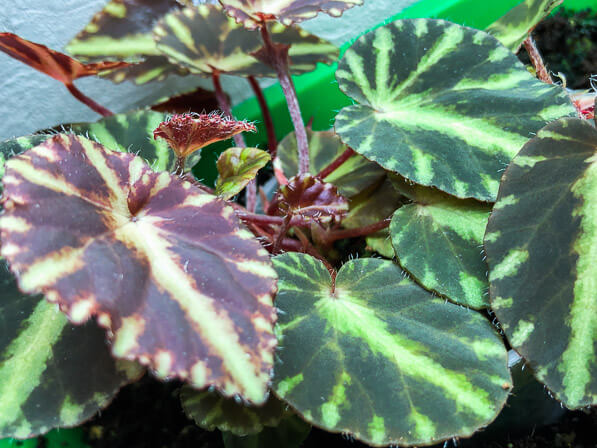 Lire la suite à propos de l’article Begonia cleopatrae
