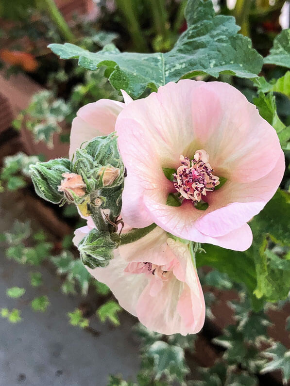 Lire la suite à propos de l’article Dernières fleurs d’alcathéa pour cette année 2018