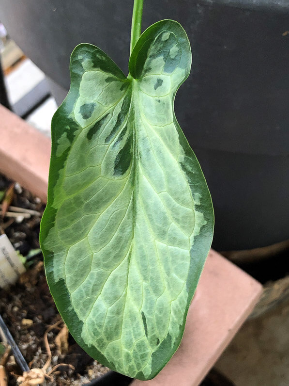Arum italicaum 'Monksilver', Aracée, plante bulbeuse, en automne sur mon balcon parisien, Paris 19e (75)