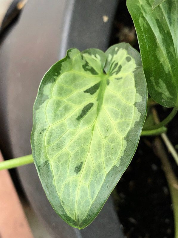 Arum italicaum 'Monksilver', Aracée, plante bulbeuse, en automne sur mon balcon parisien, Paris 19e (75)