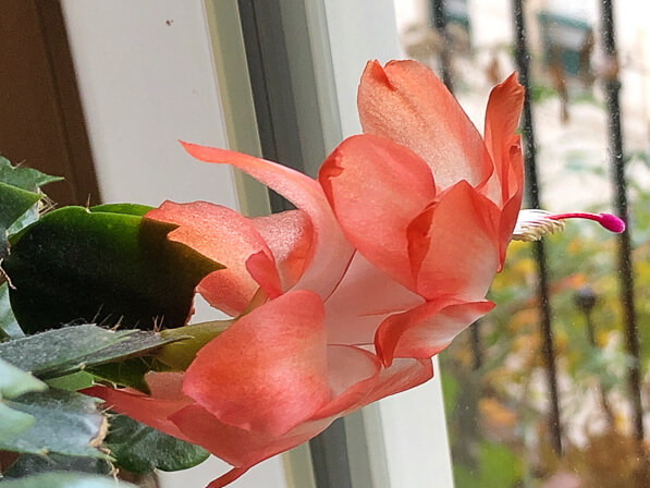 Lire la suite à propos de l’article Cactus de Noël à floraison précoce