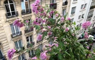Chrysanthème ‘Goshoma Haru’, Chrysanthemum, en automne sur mon balcon parisien, Paris 19e (75)